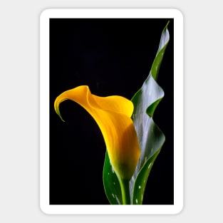 Yellow Calla Lily With Leaf Sticker